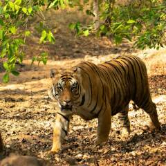 chimur tiger resort at tadoba