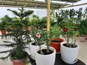 jeenmount heritage boutique hotel