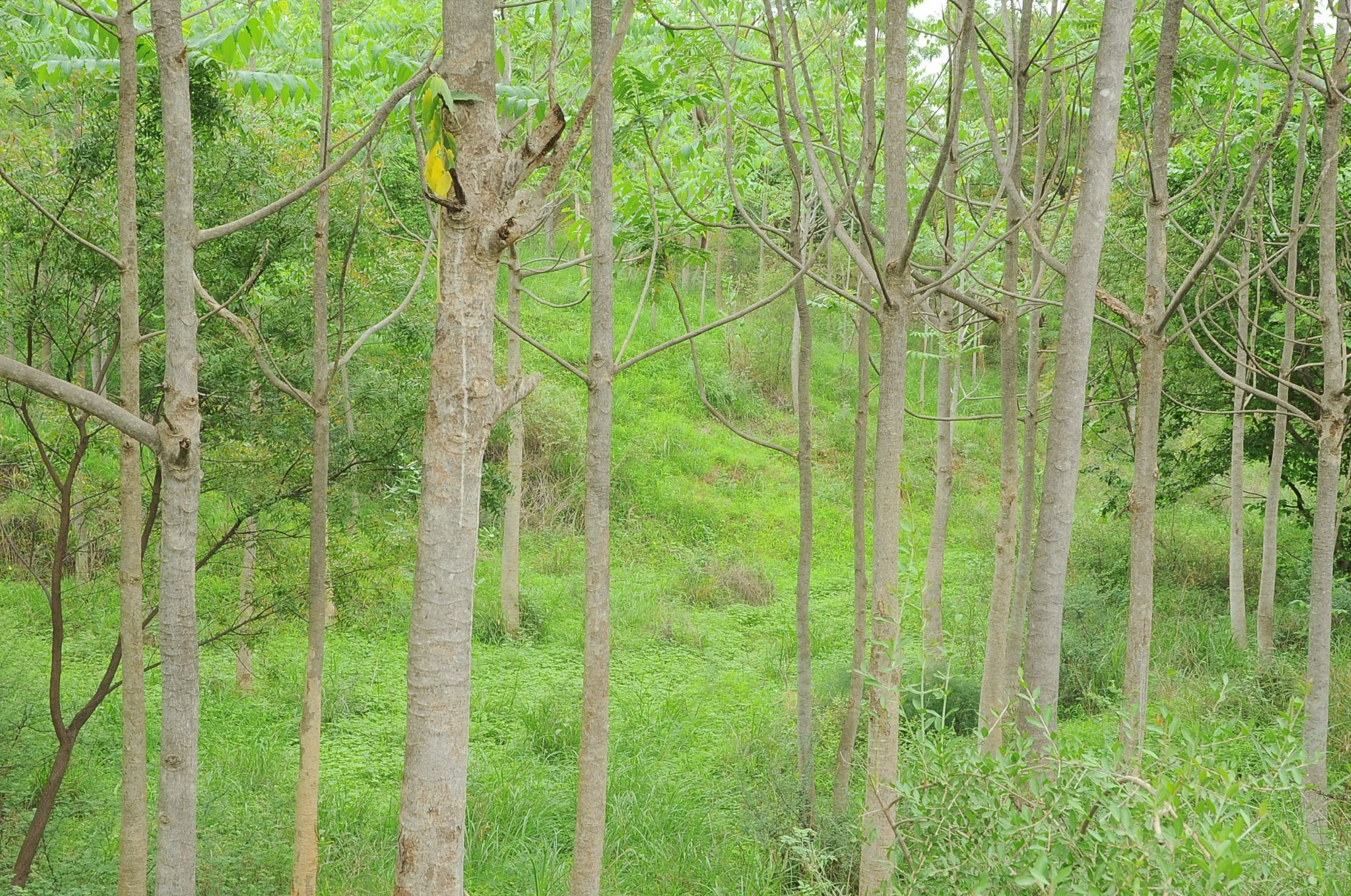 Deshawar Resort,Bayad>>Ahmedabad,3 star