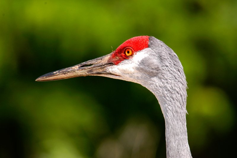 crowne plaza kearney an ihg hotel