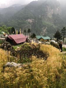 ourguest camp lachung
