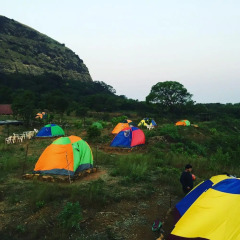 canary forest camping