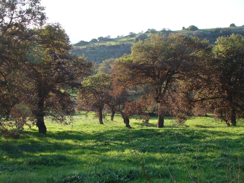 sa chessa