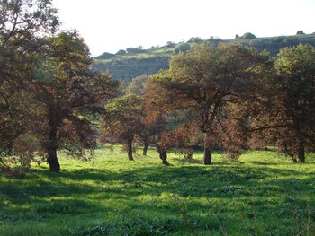 sa chessa