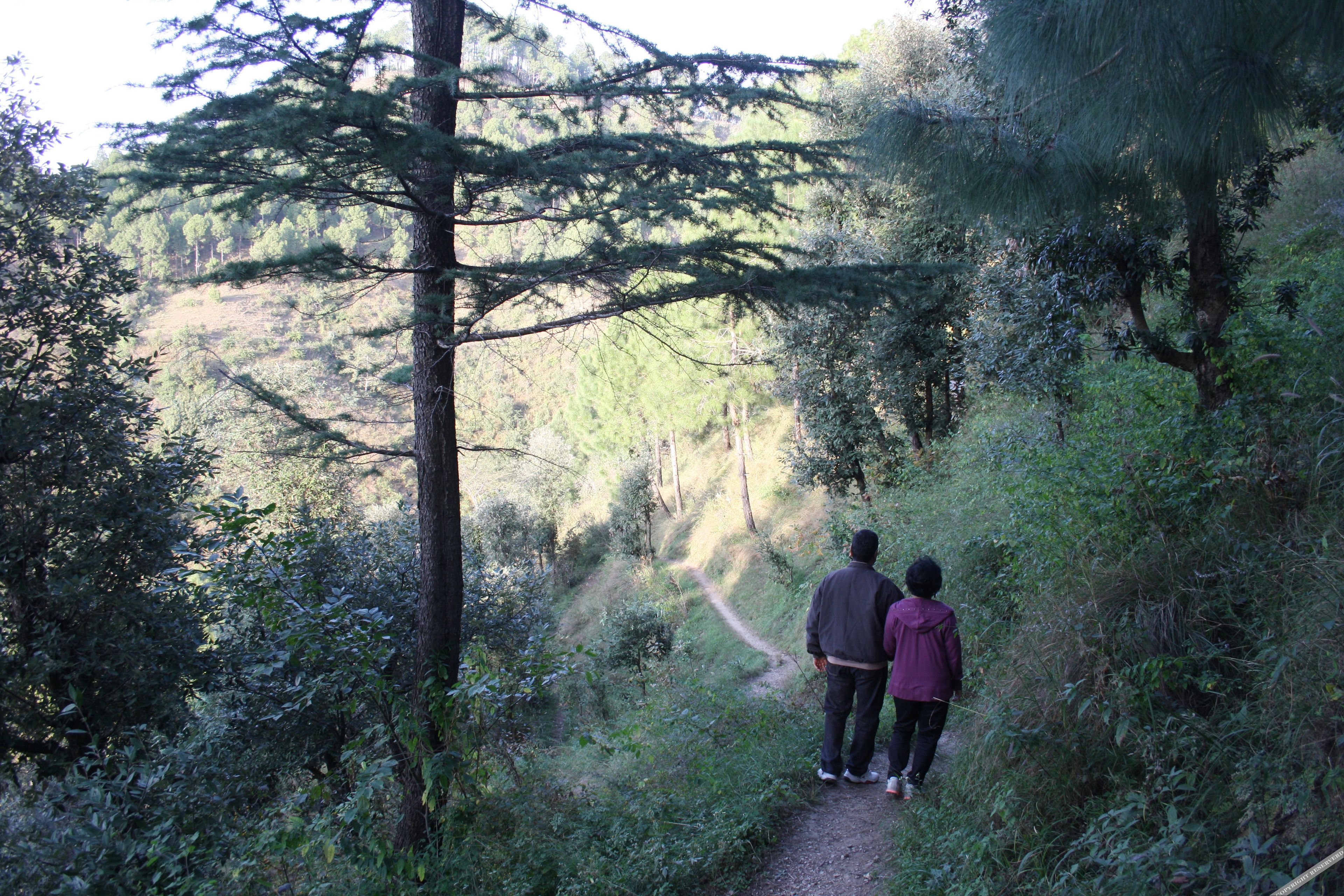 park woods shoghi