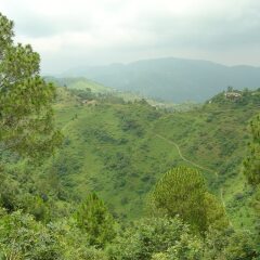 park woods shoghi