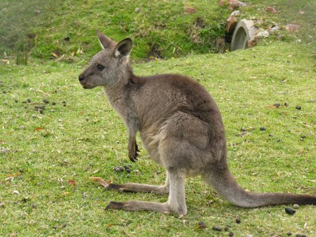 the grampians motel and the views restaurant