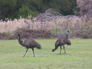 the grampians motel and the views restaurant