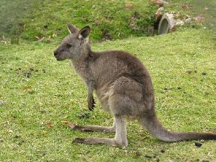 the grampians motel and the views restaurant