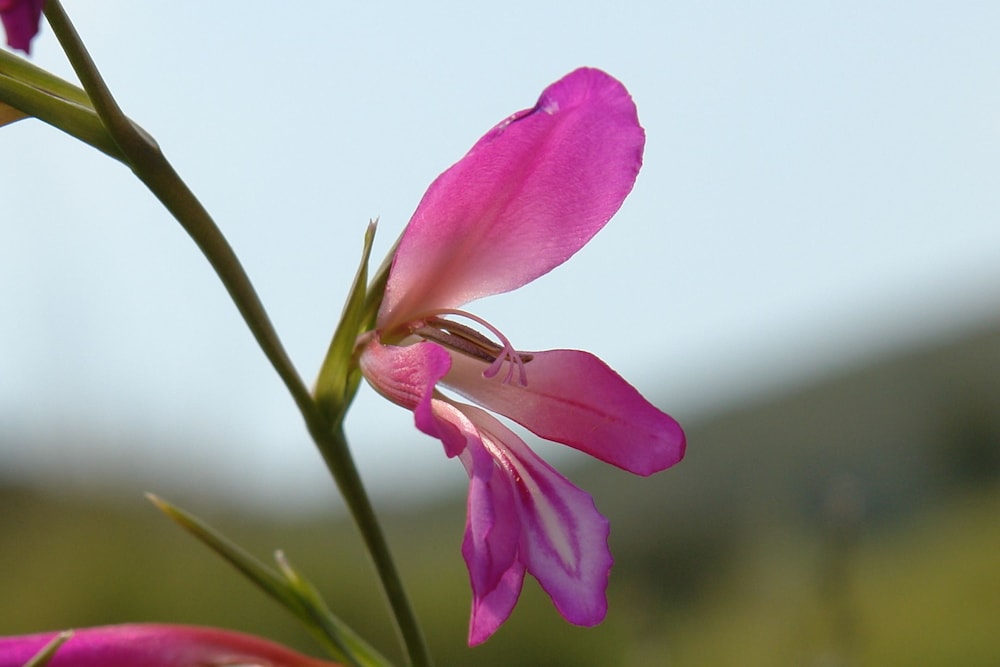 spitakia