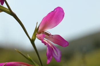 spitakia