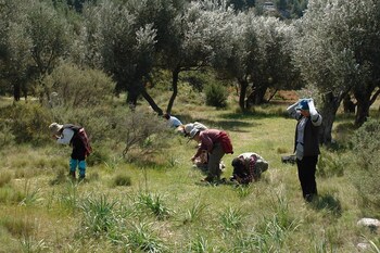 Spitakia,Avgonima>>Anavatos,3 star