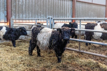 flopre chambre dhote