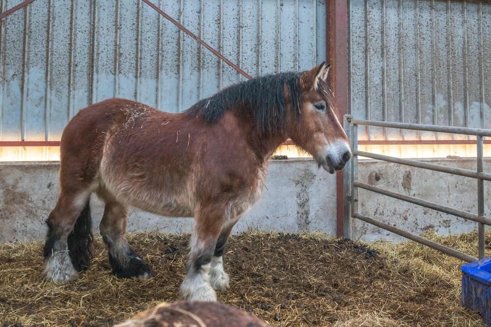 flopre chambre dhote