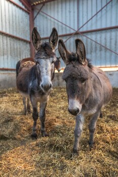flopre chambre dhote