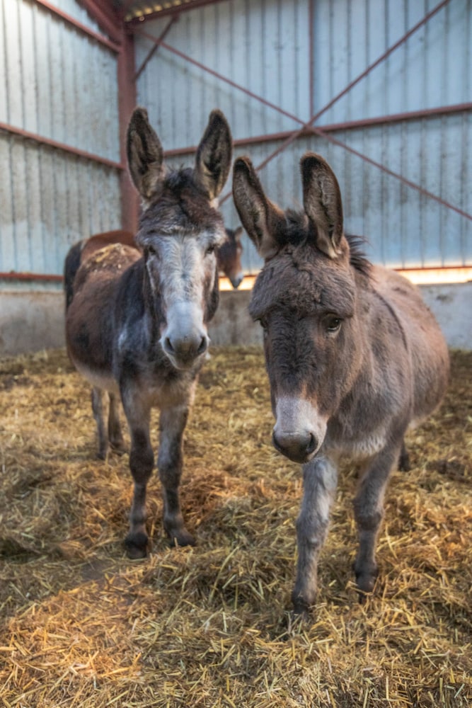 flopre chambre dhote