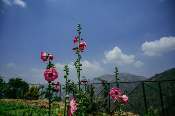 the goat village escape