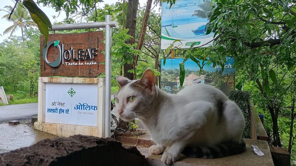 onest luxury home stay