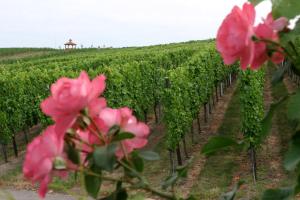 hotel leo muhlhausen