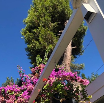 Ascot Hotel Buyukada,Buyukada>>Adalar,4 star