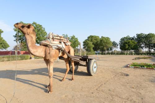 bikaner