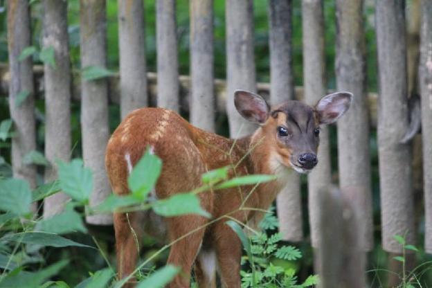 kaziranga