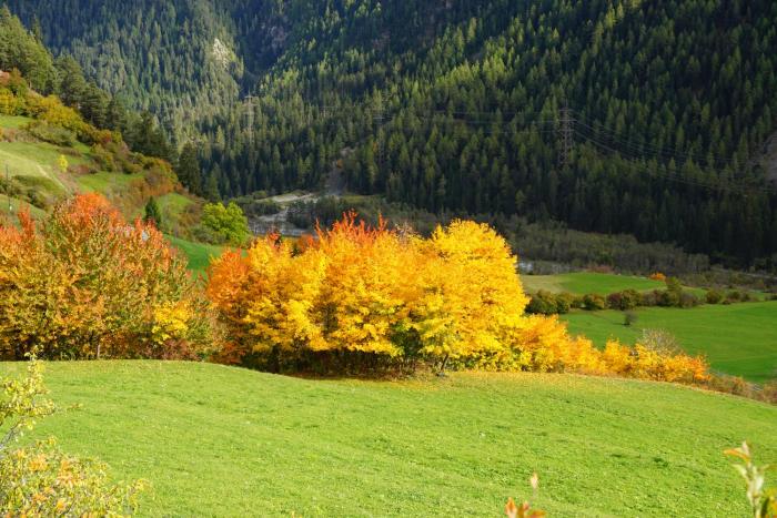 scuol