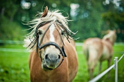 pa ac omnica hotel restauracja