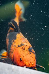 Abalona Hotel & Apartments,Appels>>Antwerp,4 star