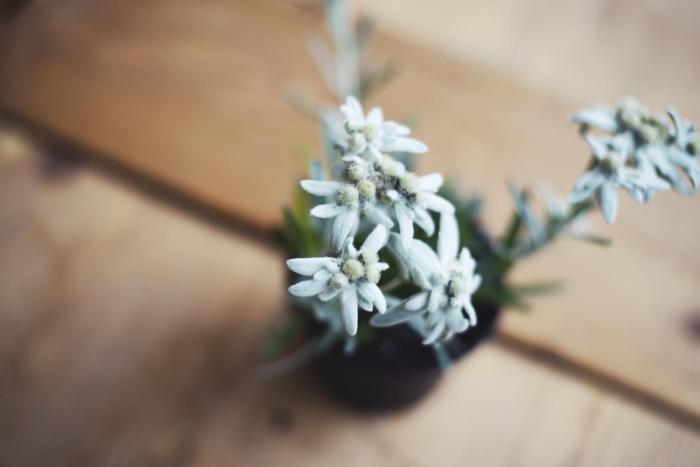 sankt anton am arlberg