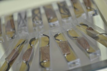 zodiak sutami by kagum hotels