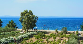 coral blue beach hotel