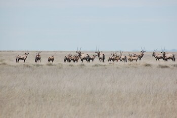 uukwaluudhi safari lodge