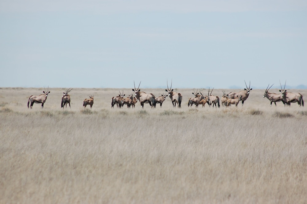 uukwaluudhi safari lodge