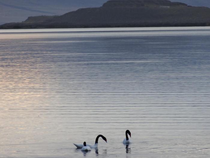 el calafate