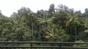 Spicegrove,Idukki>>Anakkara,4 star