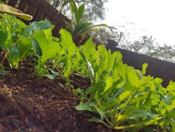 surve natures resort