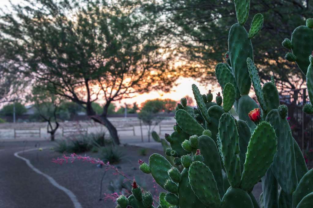 bluegreen cibola vista resort and spa an ascend resort