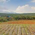 mahabaleshwar