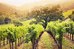 the westin verasa napa