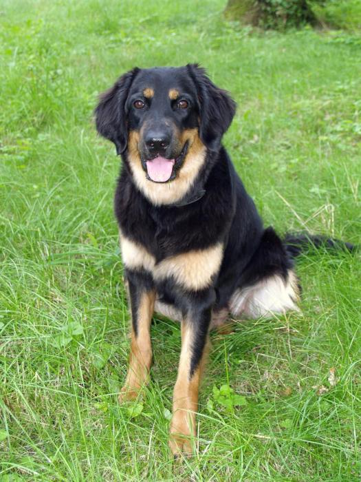 hotel blesius garten