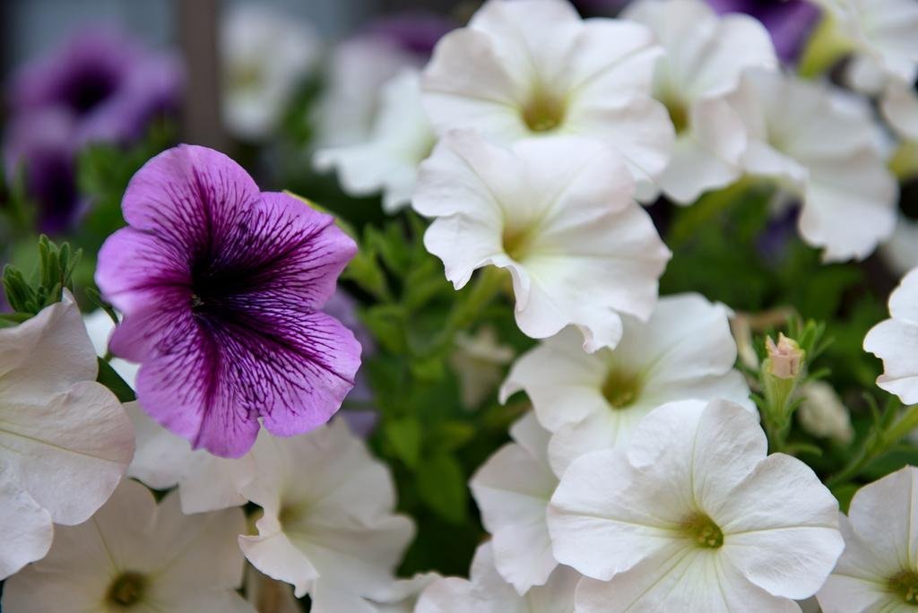 Le Mascie Country House,Florence>>Casole D'elsa,3 star