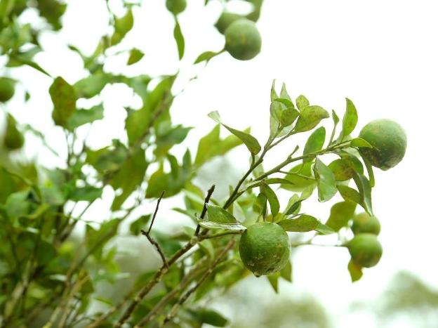 spice villas holiday