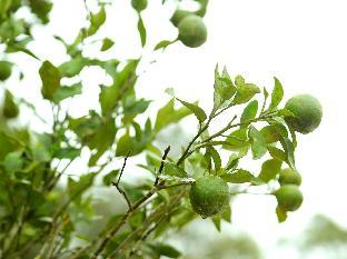 spice villas holiday