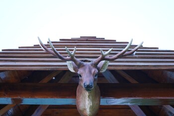 the emerald resort pune