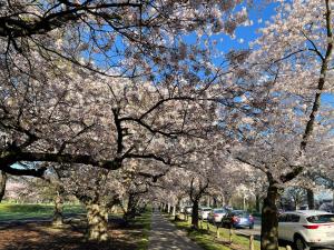 central park motor lodge