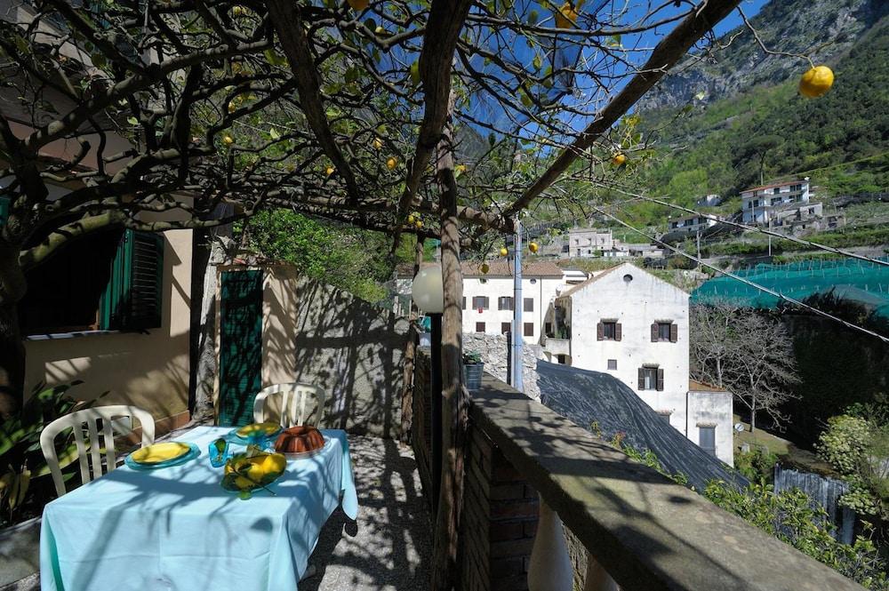 lemon garden