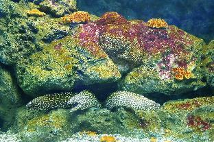 symphony of the sea