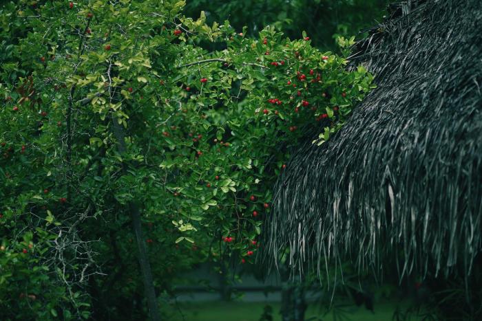 marari beach cgh earth