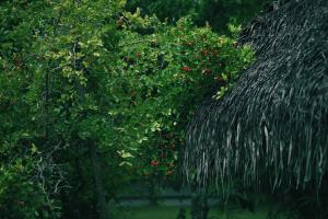 marari beach cgh earth